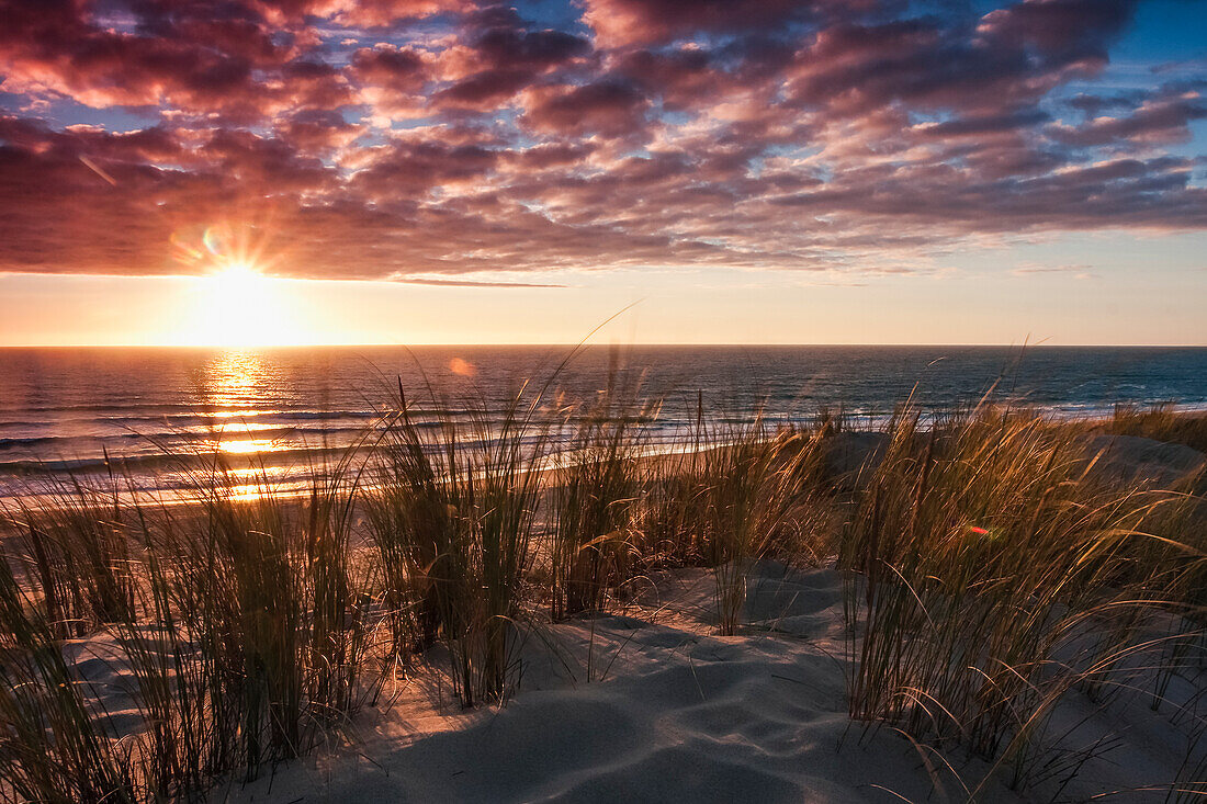 Sunset over a beach along the French Atlantic coastline, with dune grass in the foreground; Lacanau, France