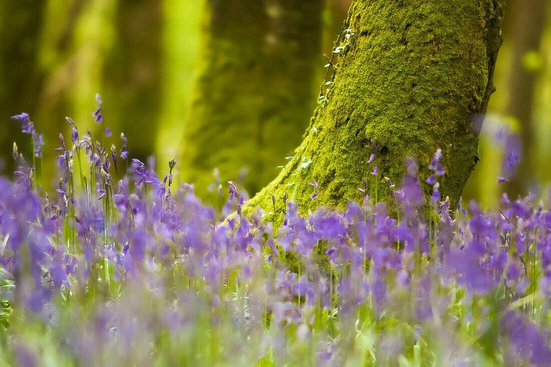 Nahaufnahme von Blauglocken, die auf einem Waldboden wachsen, mit einem moosbewachsenen Baumstamm im Hintergrund; Fermoy, County Cork, Irland
