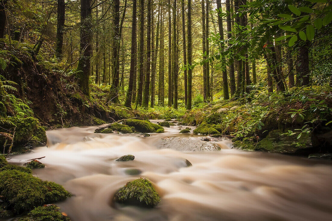 Kleiner Bach, der durch ein grünes Waldgebiet fließt; Ballyduff, Grafschaft Waterford, Irland