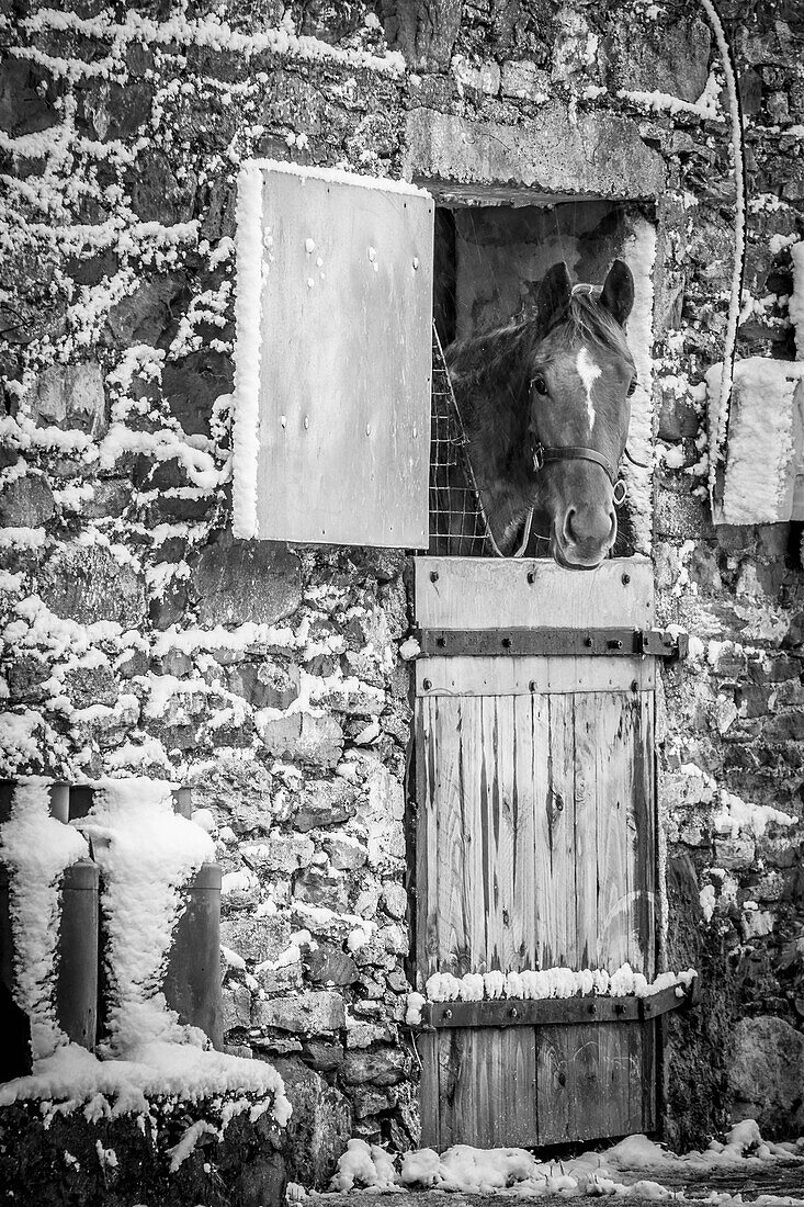 Black and white image of a horse (Equus Caballus) looking out of an old snow-covered stone stable building in winter; Rathcormac, County Cork, Ireland