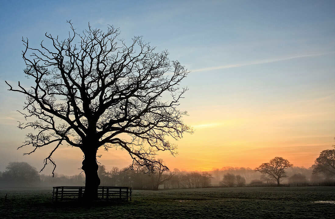 Silhouette eines großen, blattlosen Baumes in einem nebligen Feld im Winter in der Morgendämmerung; Rathcormac, Grafschaft Cork, Irland