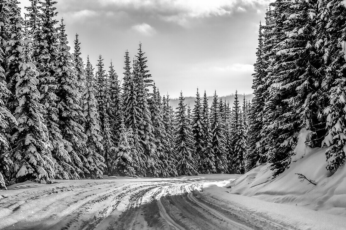 Schwarz-Weiß-Bild einer schneebedeckten Straße und eines Waldes in den Rocky Mountains; British Columbia, Kanada