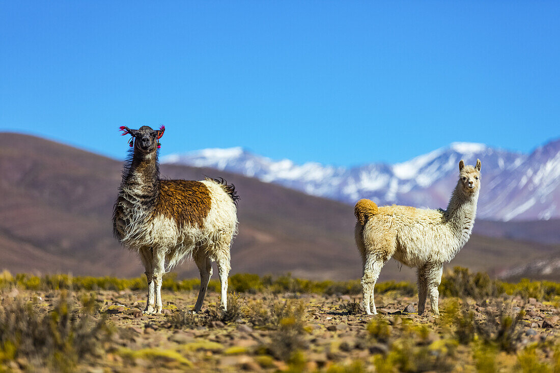 Llamas (Lama glama) in der Altiplano-Landschaft; Potosi, Bolivien