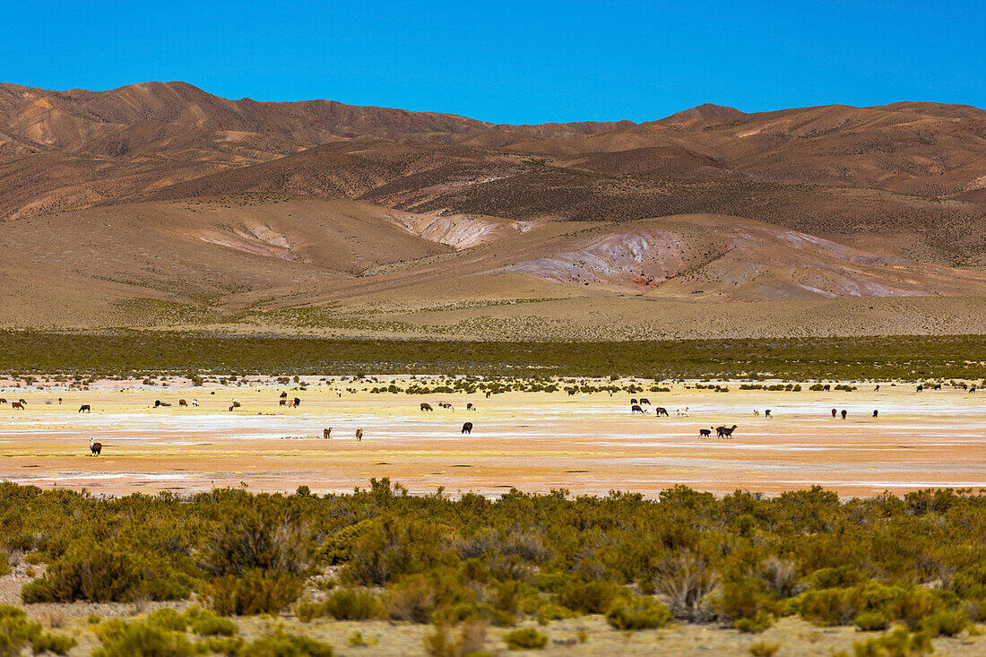 Animals on the Altiplano landscape; Potosi, Bolivia