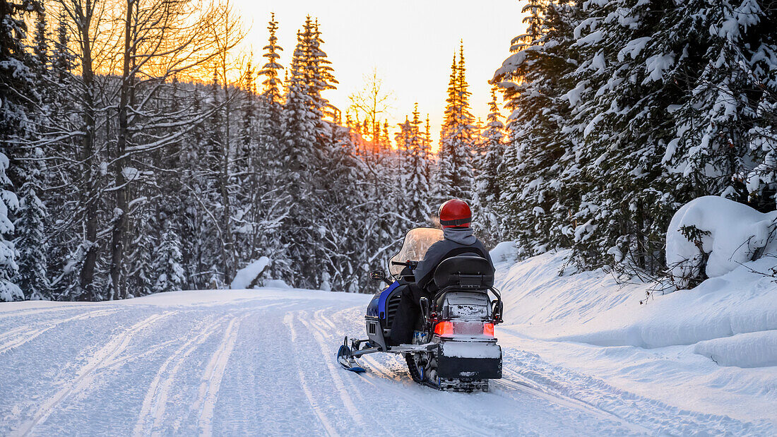 Snowmobile goes down a trail through a forest in winter at sunset; Sun Peaks, British Columbia, Canada