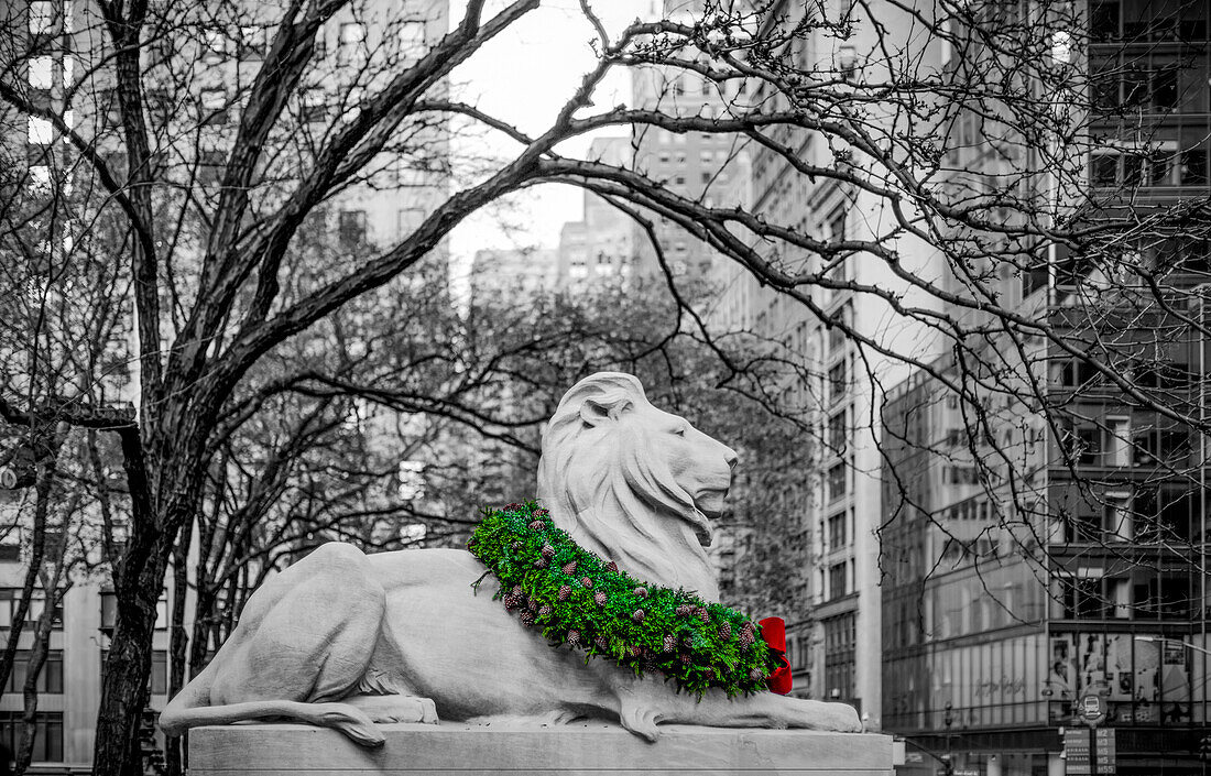 Veterans Day wreath draped on the neck of a lion sculpture in November in Manhattan with the image in black and white except the coloured wreath; New York City, New York, United States of America
