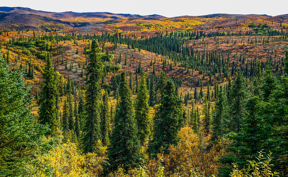 Rolling hillsides of autumn tundra where moose can be found roaming, Denali National Park and Preserve; Alaska, United States of America