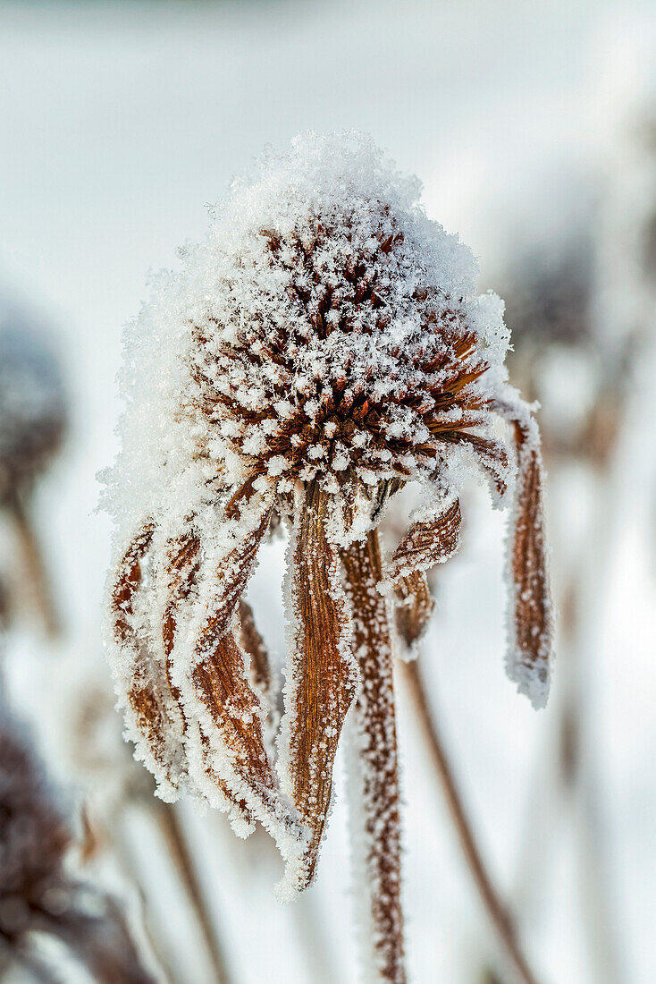 Nahaufnahme von gefrosteten getrockneten Echinacea-Stammblättern; Calgary, Alberta, Kanada