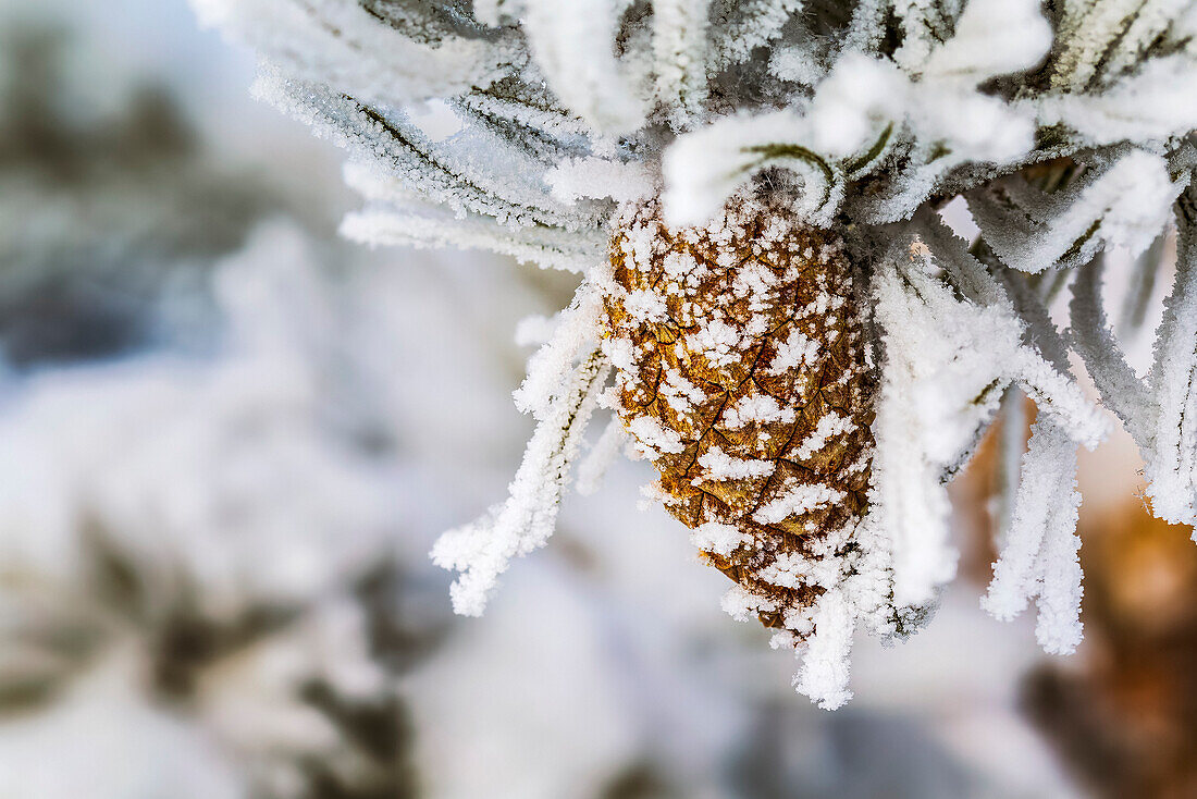Close-up of heavily frosted pone cone and frosted needles; Calgary, Alberta, Canada