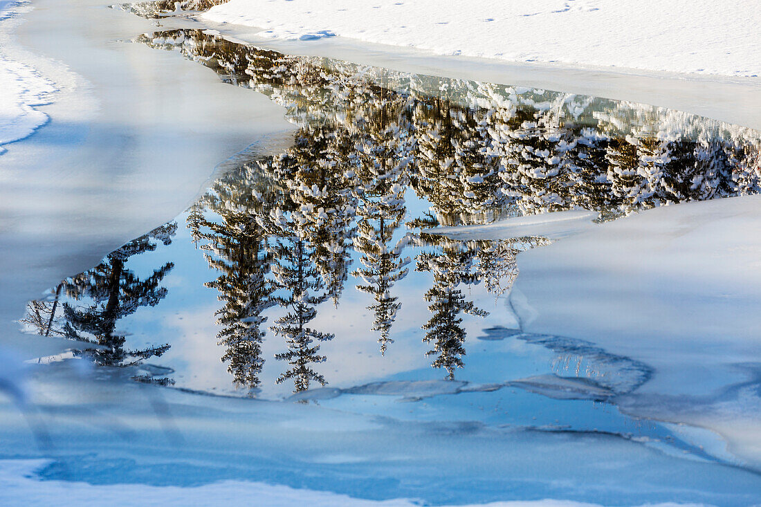 Snow-covered trees reflecting in open water in a frozen creek; Calgary, Alberta, Canada