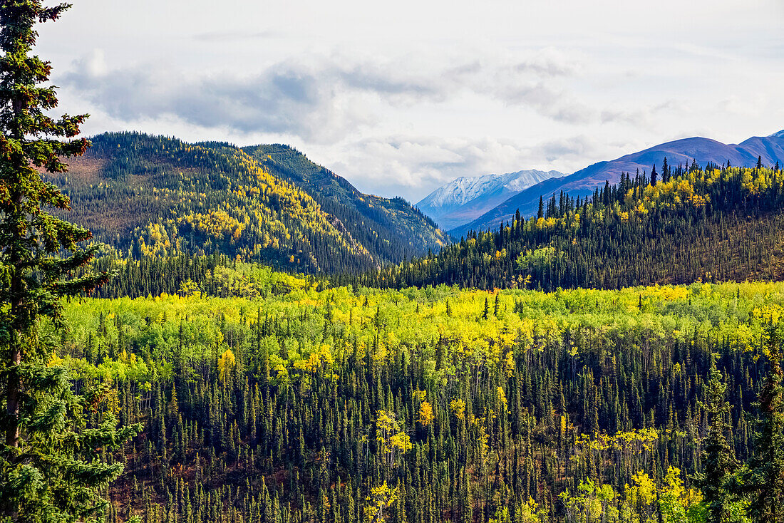 Herbstfarben in einem Tal zwischen Bergen im Denali State Park; Alaska, Vereinigte Staaten von Amerika