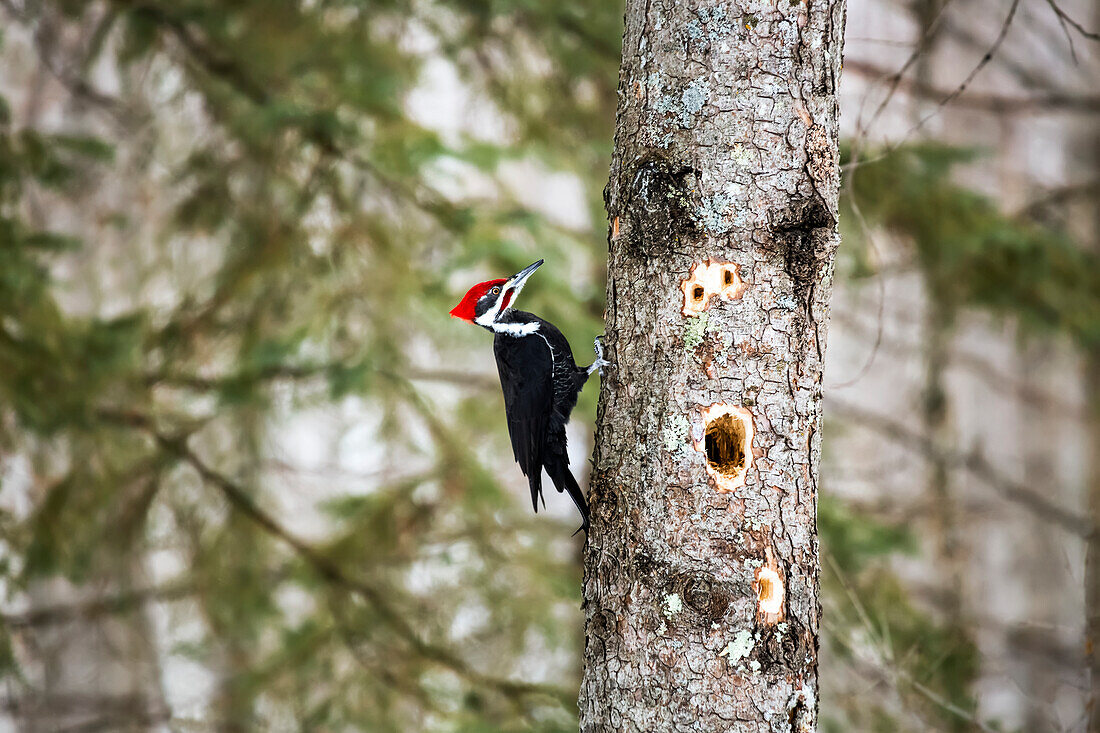 A busy Piliated woodpecker (Dryocopus pileatus) chips out large holes in the tree, looking for insects to eat, Father Hennepin State Park; Minnesota, United States of America