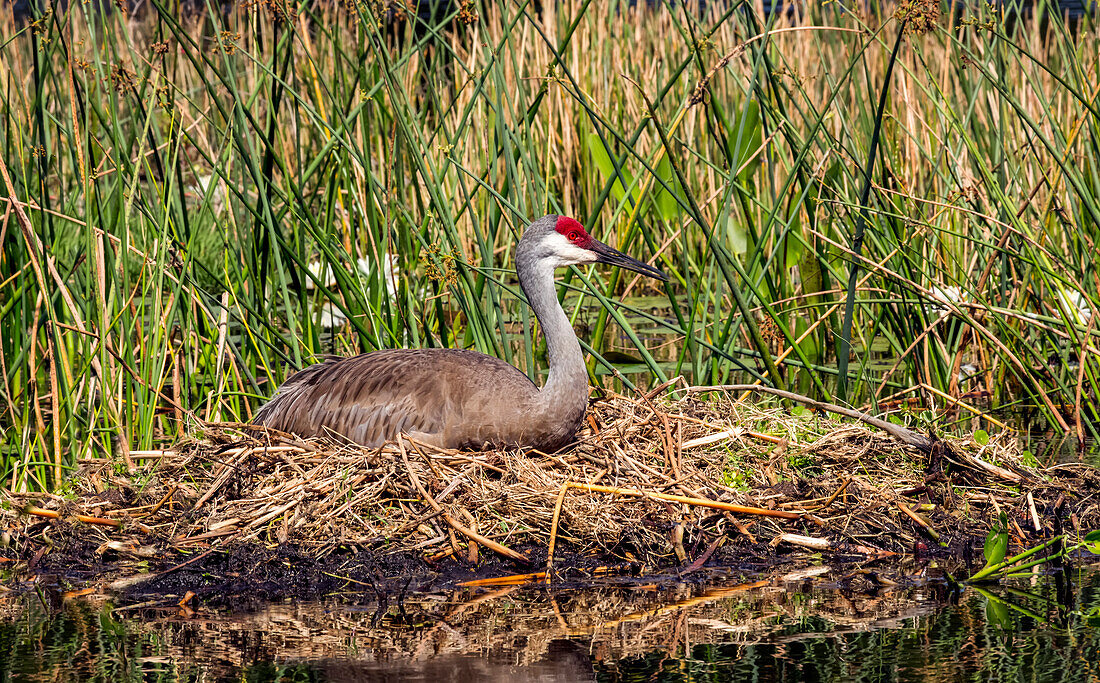 Sandhill crane (Antigone canadensis) laying on her nest in a pod with water lilies in the background; Bradenton, Florida, United States of America