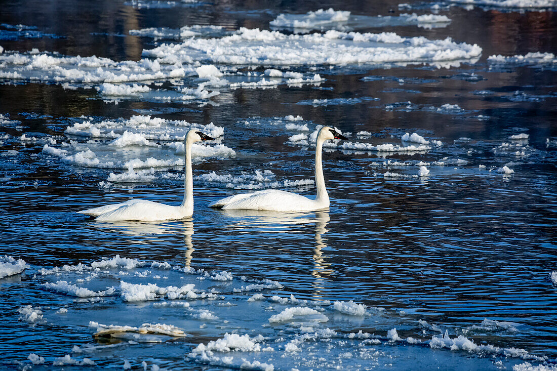 Pair of trumpeter swans (Cygnus buccinator) swimming in the Mississippi River in -10 C degree weather with ice floes in the water; Monticello, Minnesota, United States of America