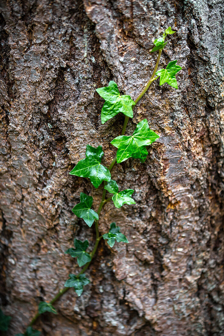 Rebe, die auf der Rinde eines Baumstamms wächst; Bothell, Washington, Vereinigte Staaten von Amerika