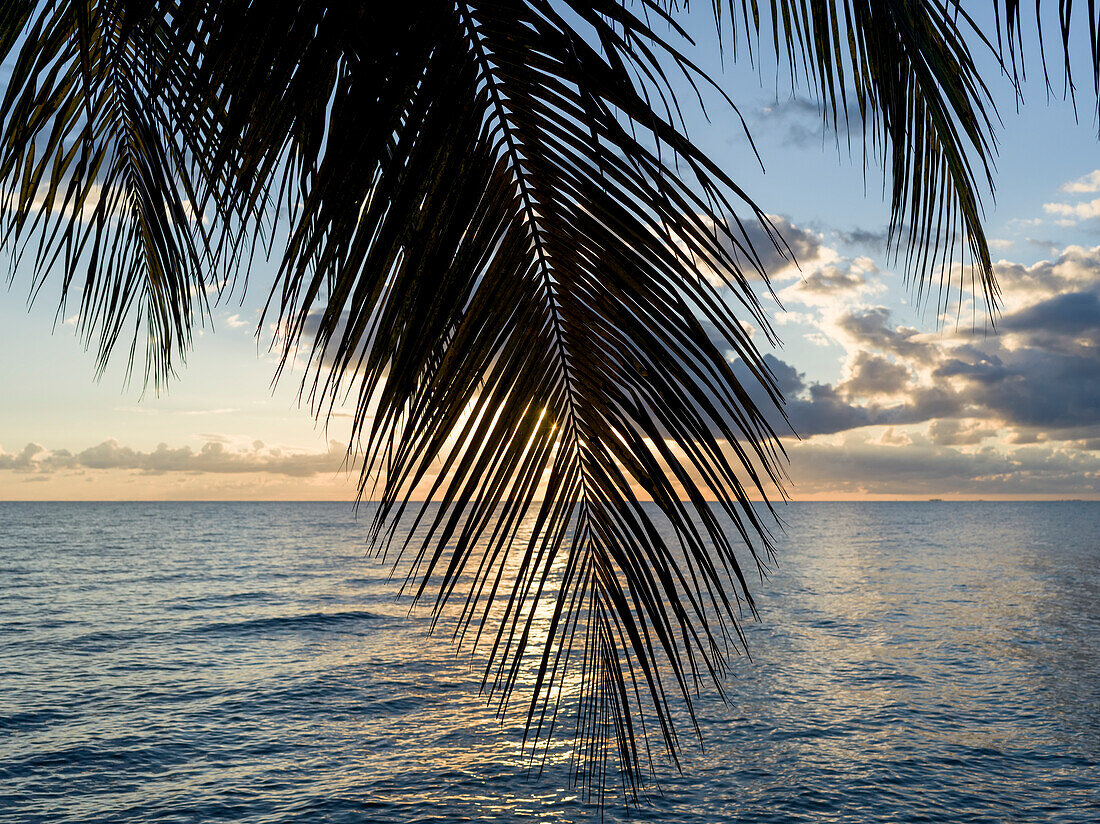 Palm fronds on a beach with glowing clouds at sunset, Placencia Peninsula; Belize