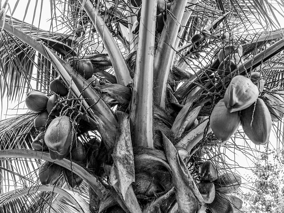 Tiefblick auf eine Kokospalme (Cocos nucifera) mit Kokosnüssen in Schwarz-Weiß, Placencia Peninsula; Placencia, Belize