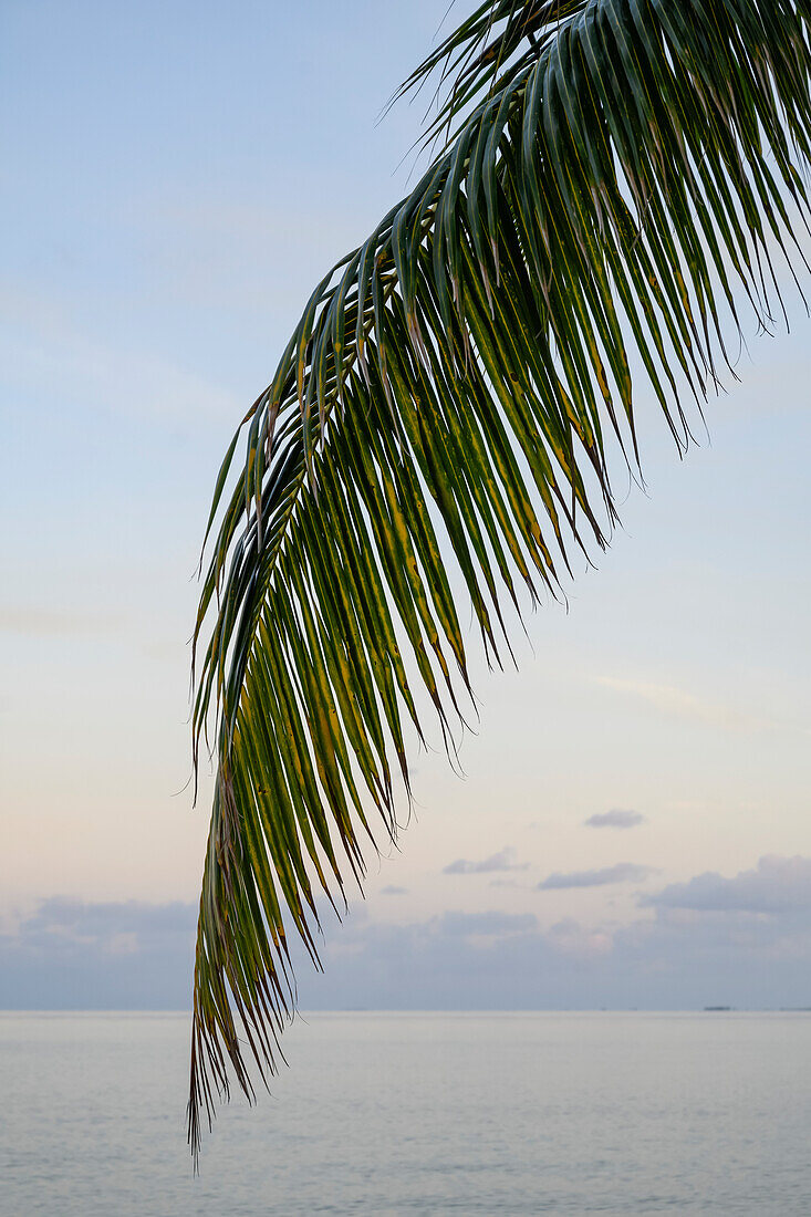 Ein Palmenwedel und das Karibische Meer; Belize