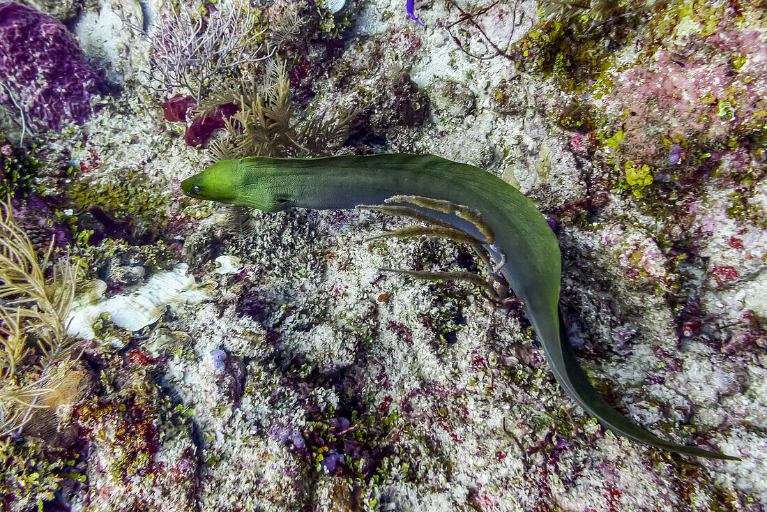 Green Moray Eel (Gymnothorax funebris), viewed while scuba diving in Silk Caye, Placencia Peninsula; Belize