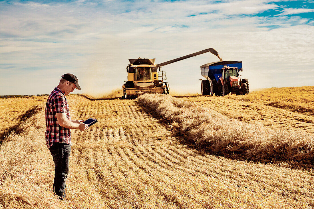A farmer using his tablet to help manage the wheat harvest while a combine is offloading a full load of grain to a grain buggy: Alcomdale, Alberta, Canada