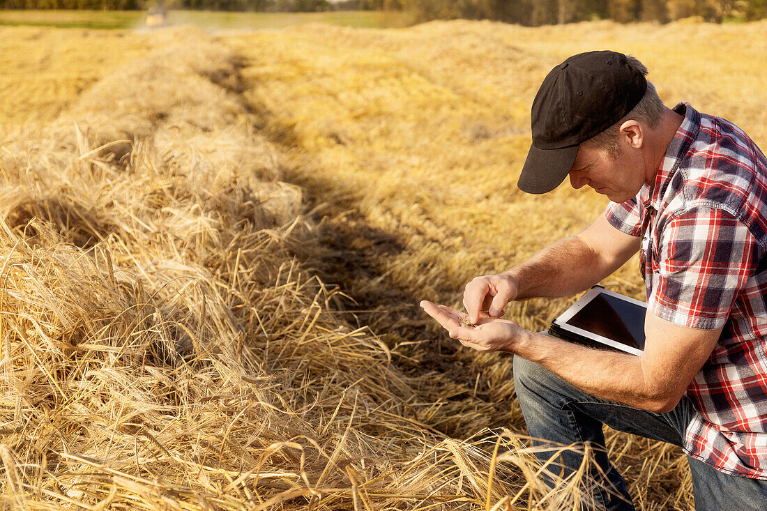 A farmer kneeling down to inspect wheat kernels and using his tablet to help manage the wheat harvest: Alcomdale, Alberta, Canada