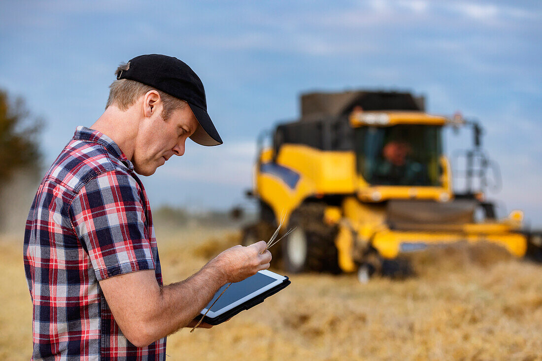 Ein Landwirt inspiziert eine Weizenernte und nutzt sein Tablet, um die Weizenernte zu steuern, während im Hintergrund ein Mähdrescher arbeitet: Alcomdale, Alberta, Kanada