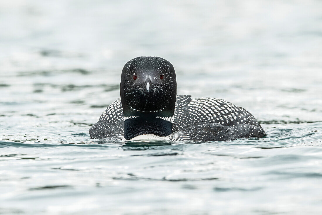 Common Loon (Gavia immer) in breeding plumage on the water; Whitehorse, Yukon, Canada