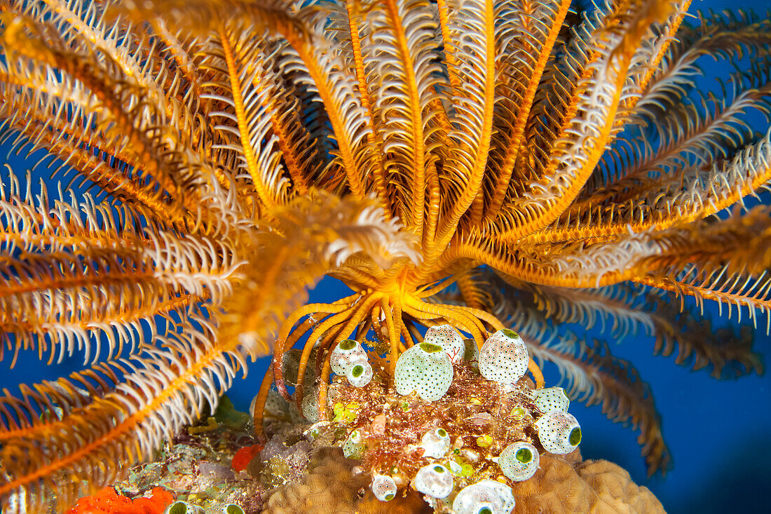 A close look at the feet, or cirri, of Bennett's feather star (Oxycomanthus bennetti) as it stands on a reef in Fiji to catch passing food in the current; Fiji