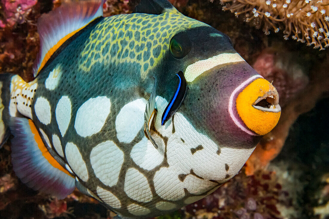 The Clown triggerfish (Balistoides conspicillum) and cleaner wrasse; Indonesia