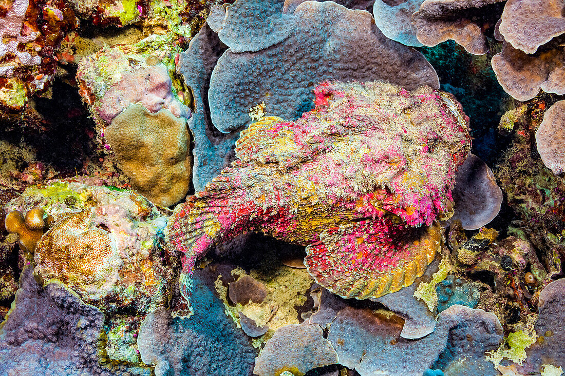 Der Steinfisch (Synanceia verrucosa) ist eine der gefährlichsten Kreaturen in tropischen Riffen.  Diese Art ist in der Lage, mit ihren giftigen Rückenstacheln eine schmerzhafte, herzzerreißende Wunde zu verursachen; Yap, Mikronesien