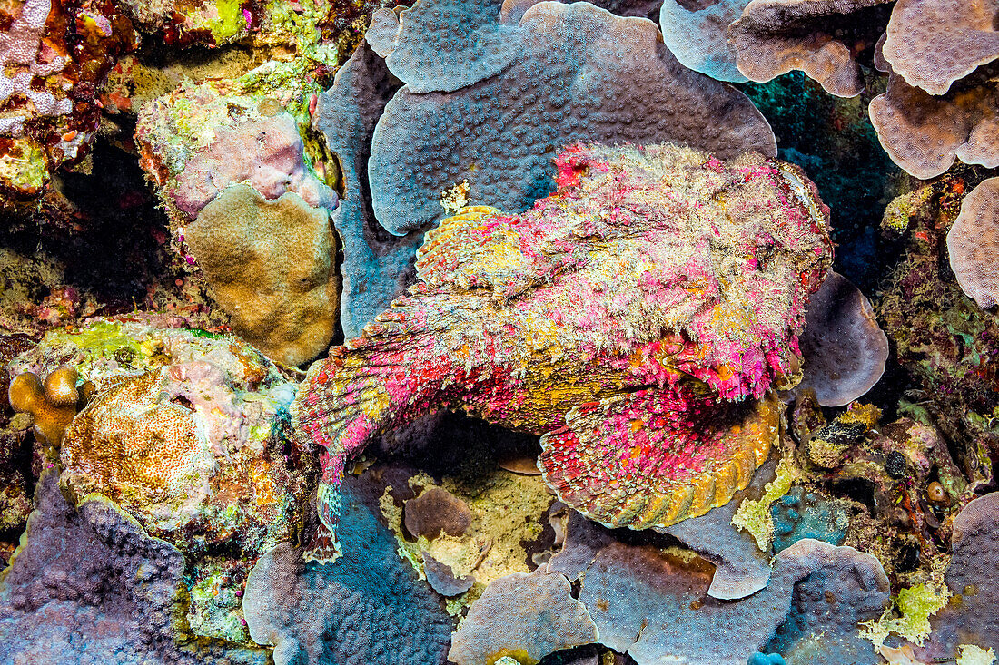 The Stonefish (Synanceia verrucosa) is one of the most dangerous creatures on tropical reefs.  This species is capable of inflicting a painful, heart-stopping wound with it's venomous dorsal spines; Yap, Micronesia