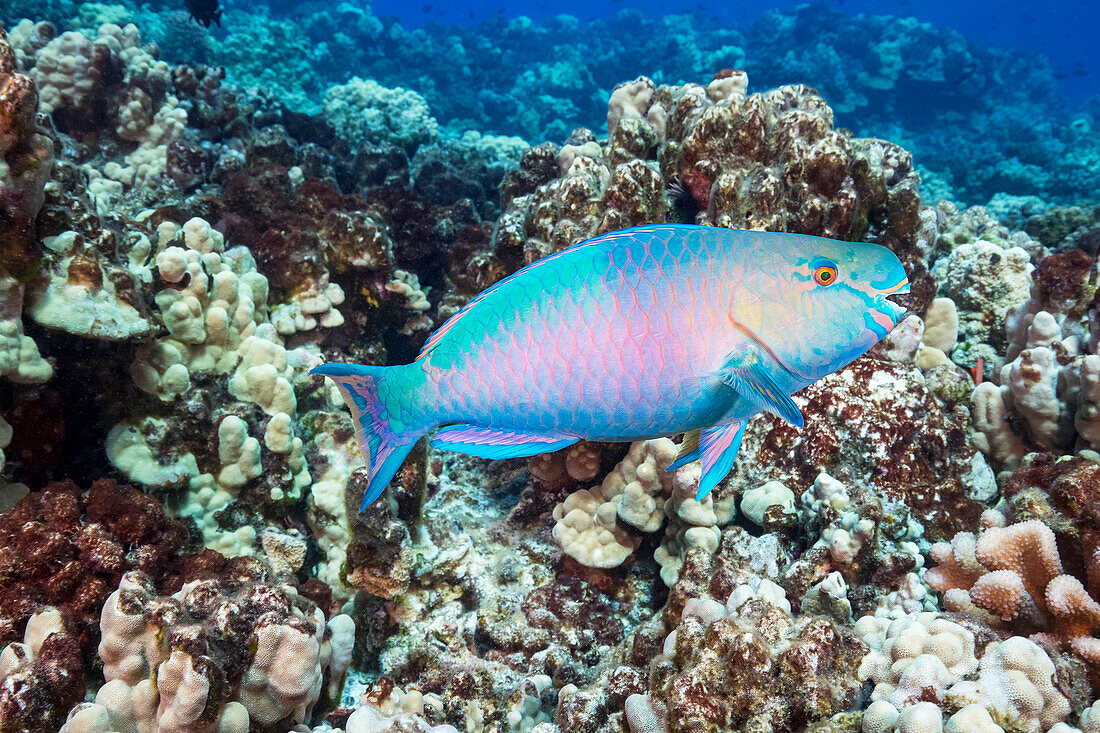 The terminal or final phase of a Palenose parrotfish (Scarus psittacus); Hawaii, United States of America