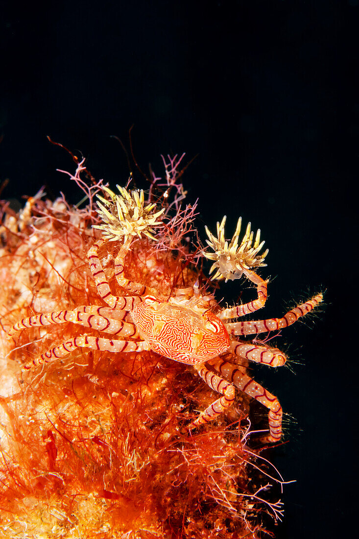 The endemic Hawaiian pom-pom crab or boxer crab (Lybia edmondsoni) is associated with anemones (Triactis sp.) that it carries around holding with the claws and using them for defence, waving in front of the possible aggressor. This is a mutualistic symbiosis, the benefit for the anemone is in being transported around, with more ease in finding the food;  Hawaii, United States of America
