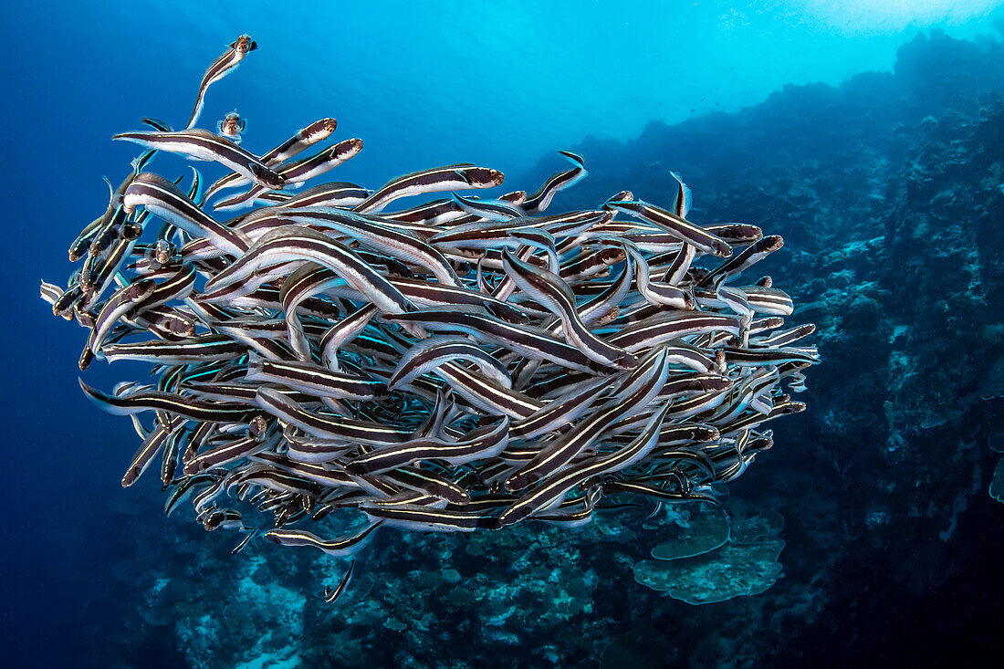 Schooling juvenile Convict fish (Pholidichthys leucotaenia) also known as convict blennies. This large aggregation is an effective attempt to mimic Striped Catfish, Plotosus lineatus, which possess venomous spines that can cause intense pain; Philippines