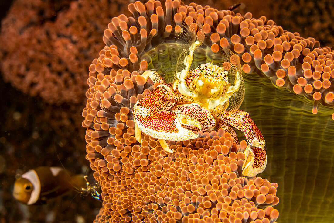 Die Porzellankrabbe (Neopetrolisthes maculatus) ist ein kommensaler Partner der Seeanemonen; Philippinen