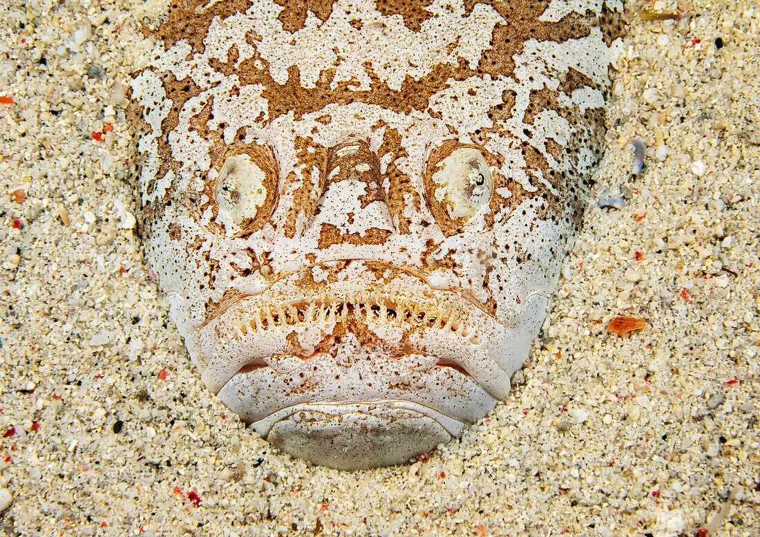 Der Sterngucker (Uranoscopus chinensis) ist ein Raubtier, das sich tagsüber verbirgt, wobei nur seine Augen und sein Maul sichtbar sind. Diese Art kann nachts gefunden werden, ist aber bei Sonnenschein fast unmöglich zu finden; Philippinen.