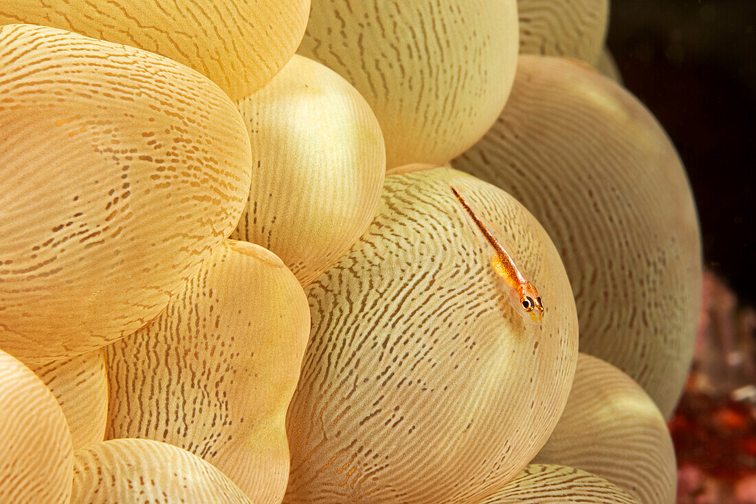 Geistergrundel (Pleurosicya mossambica) auf einer Blasenkoralle (Physogyra lechtensteini); Philippinen