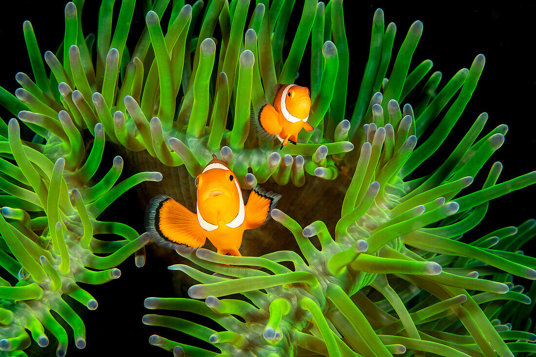 Ein Paar Clown-Anemonenfische (Amphiprion percula) in einer Anemone (Heteractis magnifica); Philippinen