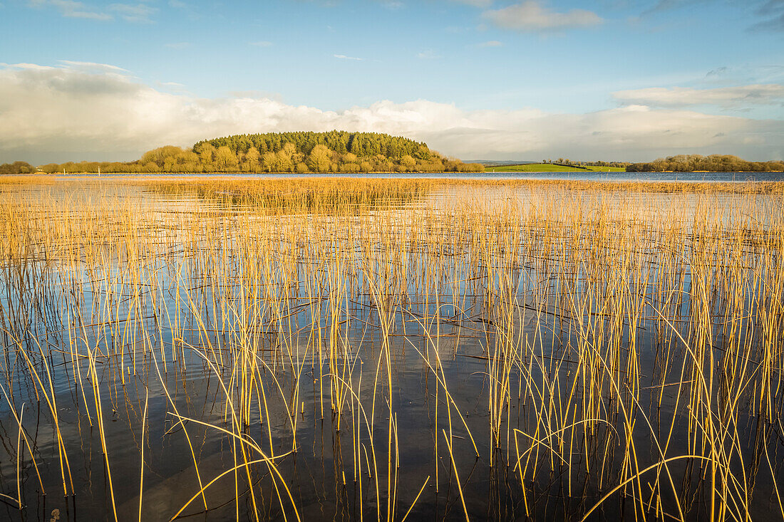 Lough Erne with long yellow grass along the shore with a small forest and green fields in the background on a sunny day in summer; County Fermanagh, Ireland