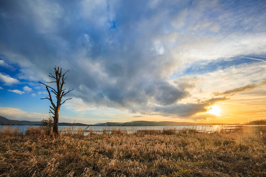 Abgestorbener Baum am Ufer des Lough Derg mit einem dramatischen, epischen Sonnenuntergang am Himmel im Sommer; County Clare, Irland