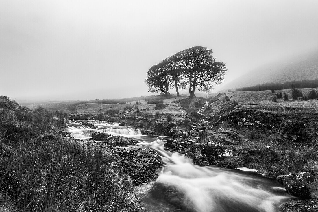 Black and white image of a small river with three trees in the background shrouded in fog, Galty Mountains; County Tipperary, Ireland