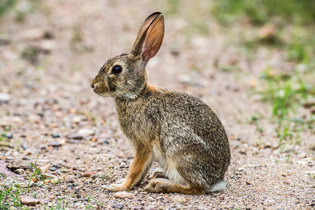 Porträt eines Wüstenhasen (Sylvilagus audubonii) auf der Cave Creek Ranch in den Chiricahua Mountains bei Portal; Arizona, Vereinigte Staaten von Amerika