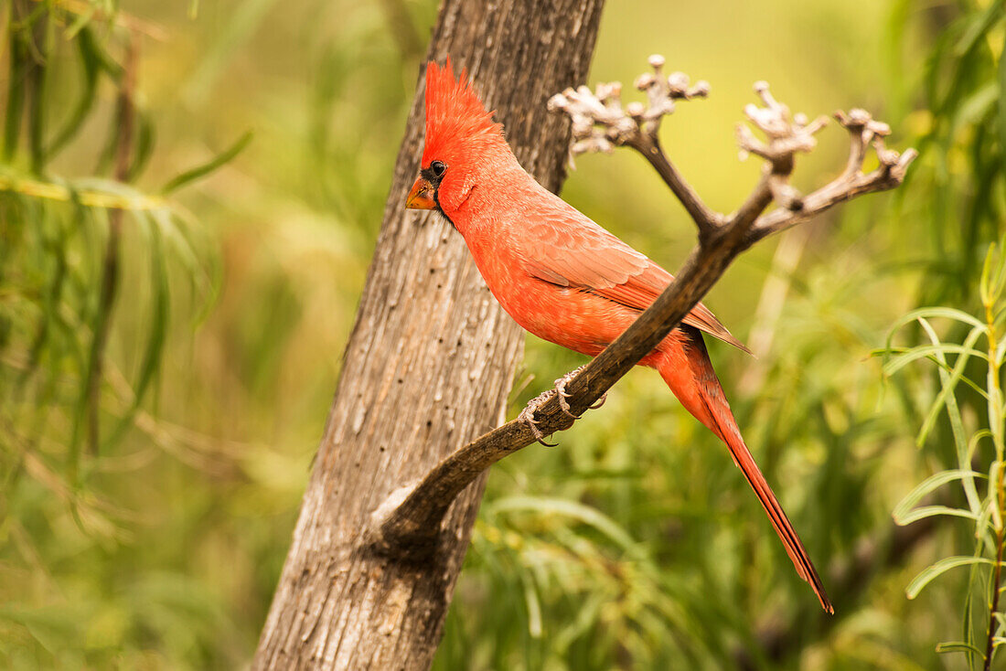 Männlicher nördlicher Kardinal (Cardinalis cardinalis) in den Chiricahua Mountains bei Portal, Arizona, Vereinigte Staaten von Amerika