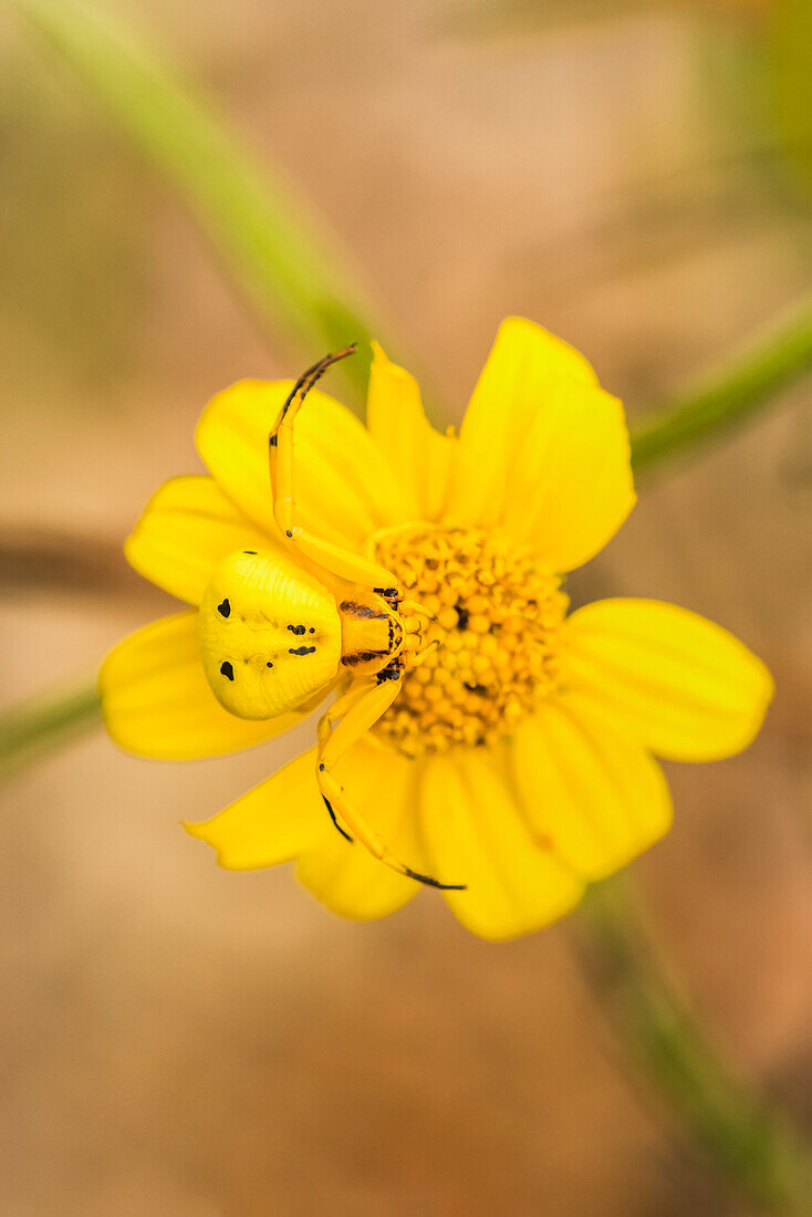 Yellow Crab Spider (Thomisus callidus) on a yellow flower in Cave Creek Canyon in the Chiricahua Mountains near Portal; Arizona, United States of America