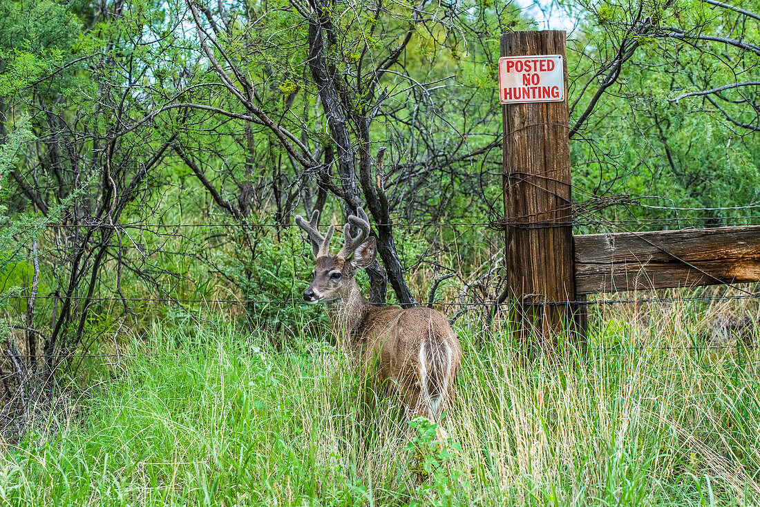 Coues' White-tailed Deer (Odocoileus virginianus couesi) standing in tall grass next to a 'No Hunting' sign in the Chiricahua Mountains near Portal; Arizona, United States of America