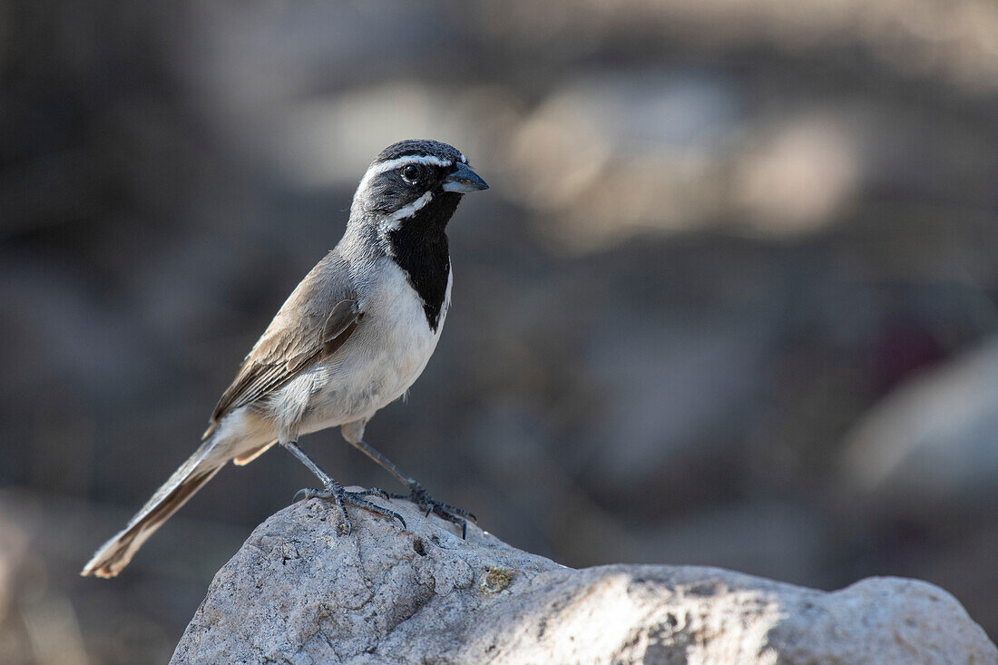 Black-throated Sparrow (Amphispiza billneata) perched on a rock in the foothills of the Chiricahua Mountains near Portal; Arizona, United States of America