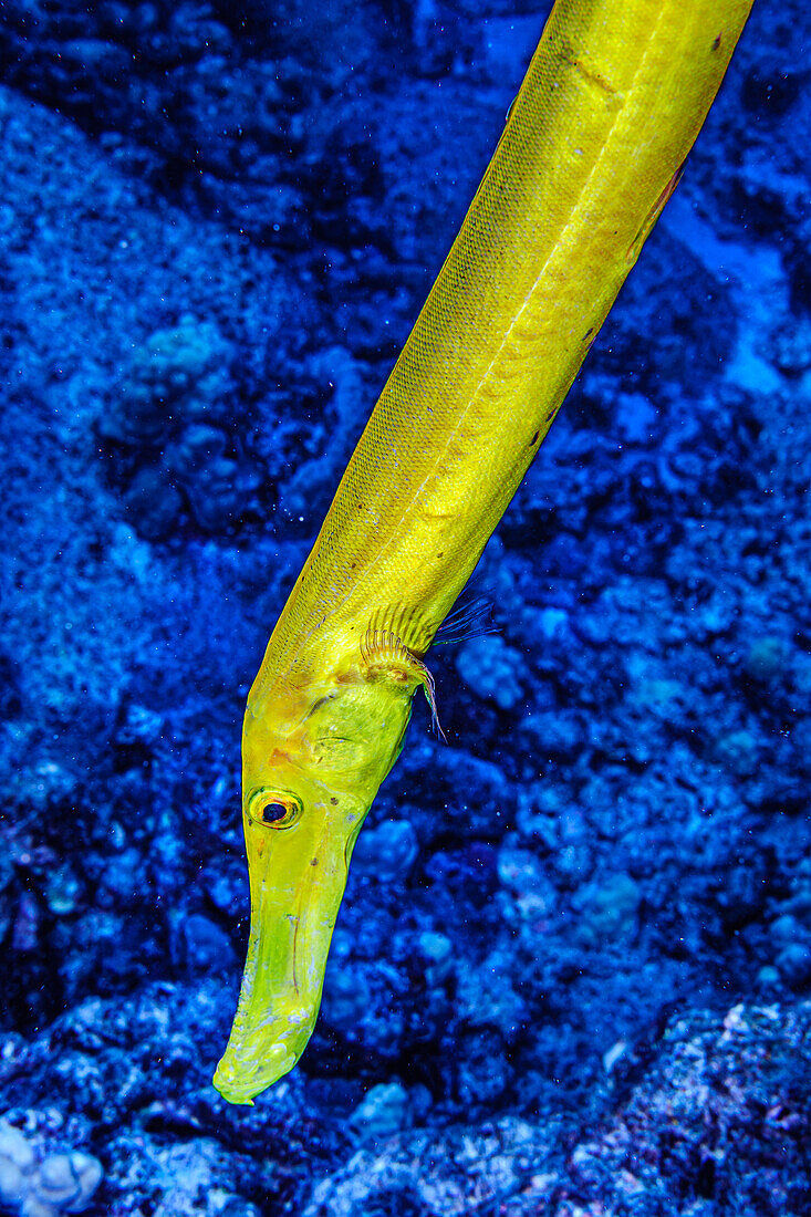 Close-up of a Chinese Trumpetfish (Aulostomus chinensis) yellow morph photographed under water off the Kona coast, the Big Island; Island of Hawaii Hawaii, United States of America