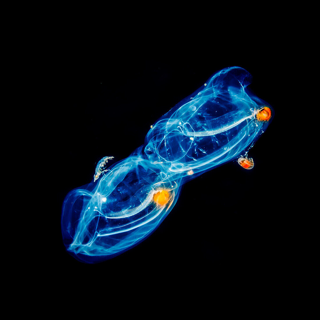 Ein Paar Salpiden (Salpa sp.) mit Hyperiiden-Amphipoden (Hyperiidea), die während eines Schwarzwassertauchgangs vor der Kona-Küste, Big Island, Hawaii, Vereinigte Staaten von Amerika, unter Wasser fotografiert wurden.