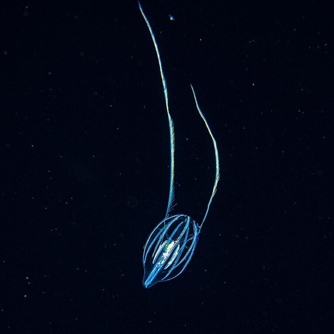 A tentaculate ctenophore, also known as comb jelly or sea gooseberry (Pleurobrachia sp.), that was photographed under water during a blackwater dive off the Kona coast, the Big island; Island of Hawaii, Hawaii, United States of America