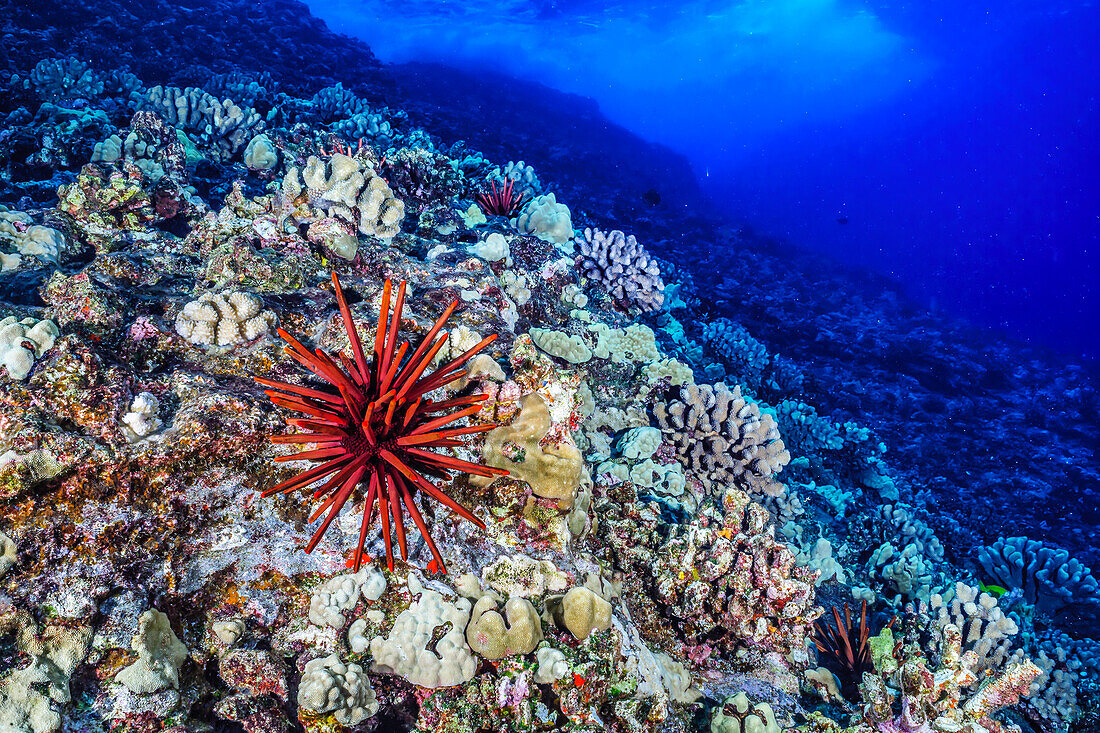 Red Slate Pencil Urchin (Heterocentrotus mamillatus) are common on Hawaiian reefs at shallow depths in high energy habitats such as the backwall of Molokini Crater offshore of Maui, Hawaii, USA seen here; Molokini Crater, Maui, Hawaii, United States of America